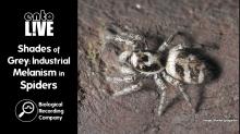 image of Salticus scenicus as part of advert for the seminar