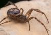 A Noble False Widow Spider Steatoda nobilis. Copyright and thanks to Tim Jonas
